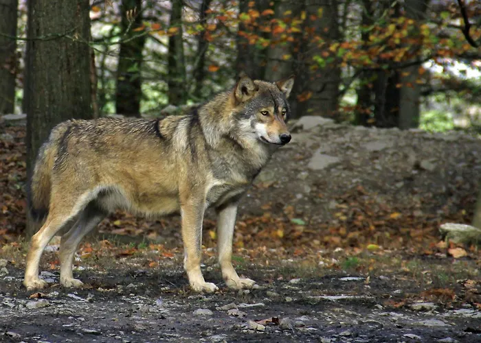 Reze šumava Appartamento