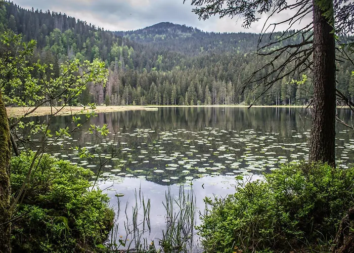 Reze šumava *